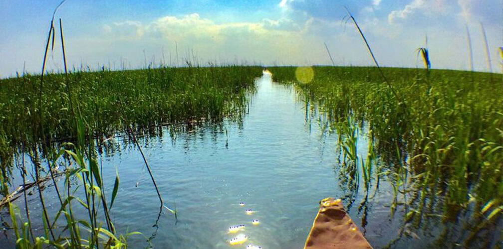 هور أم النعاج: أحد أهوار جنوب العراق