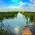 هور أم النعاج: أحد أهوار جنوب العراق