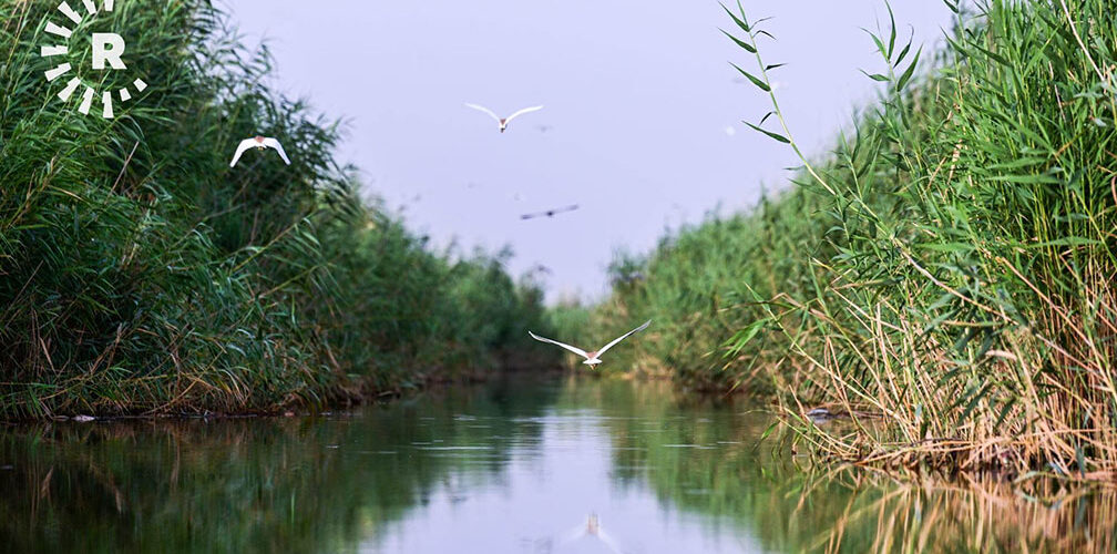 هور الحمار: أحد أكبر أهوار جنوب العراق