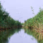 هور الحمار: أحد أكبر أهوار جنوب العراق