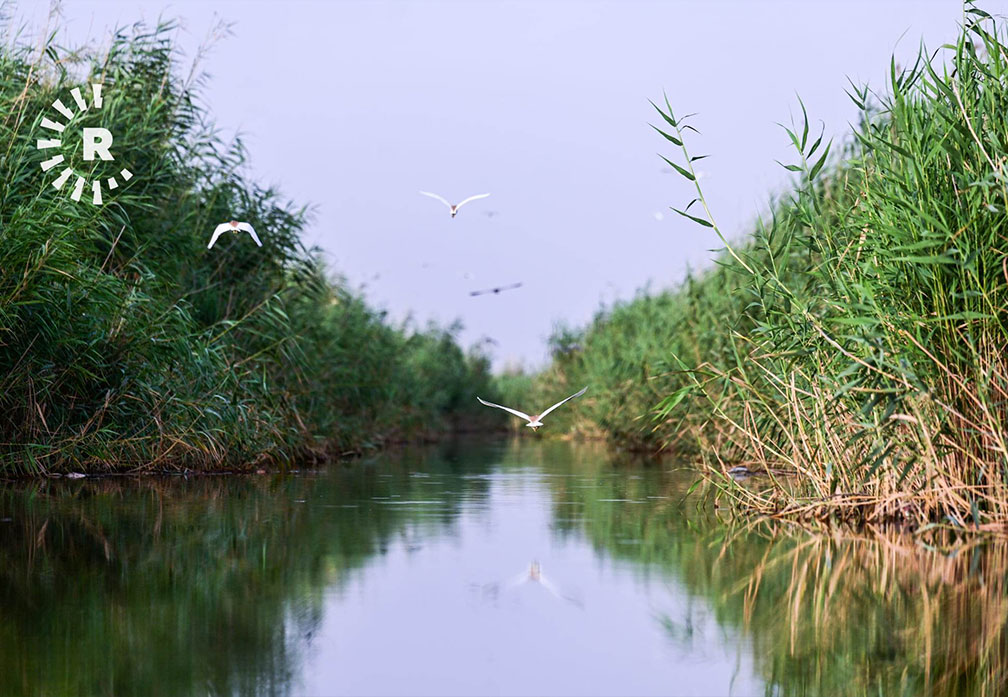 هور الحمار: أحد أكبر أهوار جنوب العراق