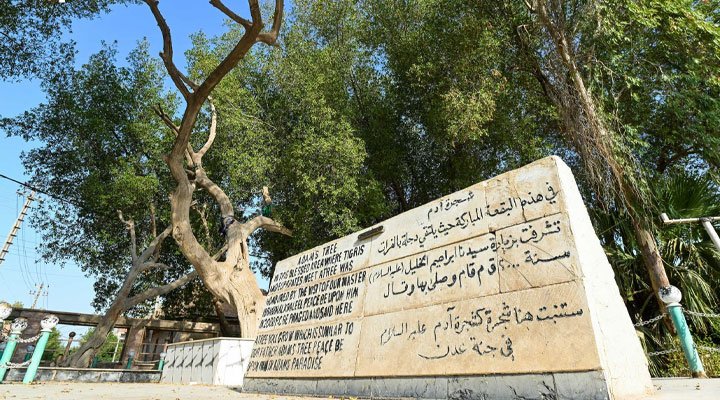 شجرة آدم في البصرة